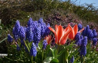 Maybe you would like to learn more about one of these? Send Flowers To Kazakhstan - How And When
