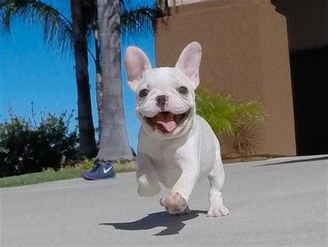 Akc Cute Cream Colored French Bulldog Puppy For Sale Pictures Cute