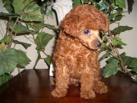 See more ideas about palm desert, palm springs, palm. Tiny Toy Chocolate Poodle Puppies AKC 9 Weeks for Sale in Palm Desert, California Classified ...