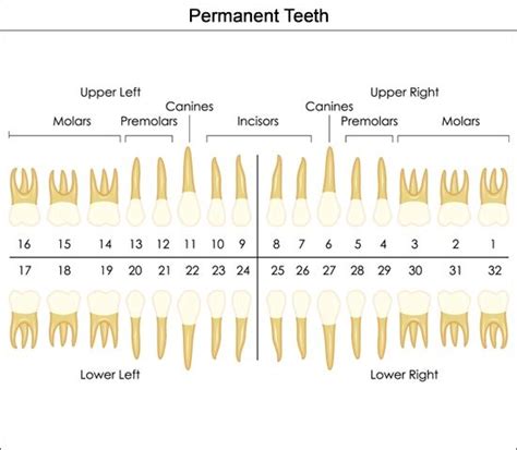 However, in some cases, concrescence occurs when the. Universal numbering dental chart for permanent teeth ...