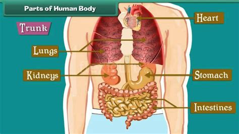 It is composed of many different types of cells that together create tissues and subsequently organ systems. Parts of Human Body - YouTube