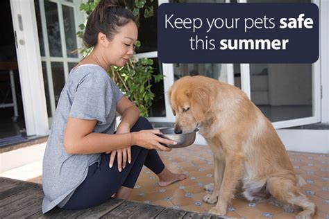 Vet Approved Tips To Help Keep Pets Safe This Summer