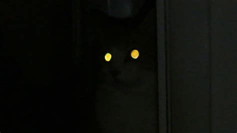 Glowing Cat Eyes Youtube