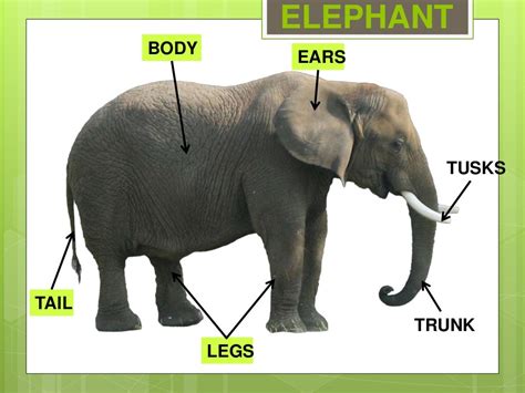 Animals Body Parts