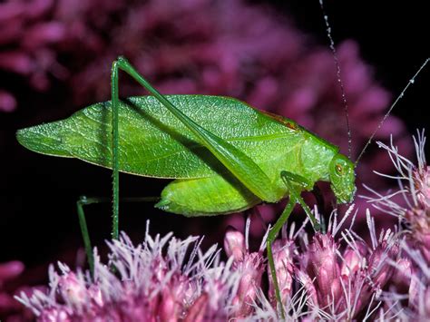 Rattler Round Winged Katydid Songs Of Insects