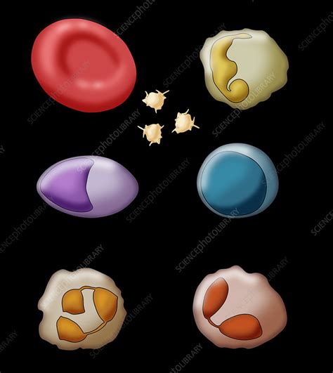 Blood Cell Types Illustration Stock Image C0306884 Science