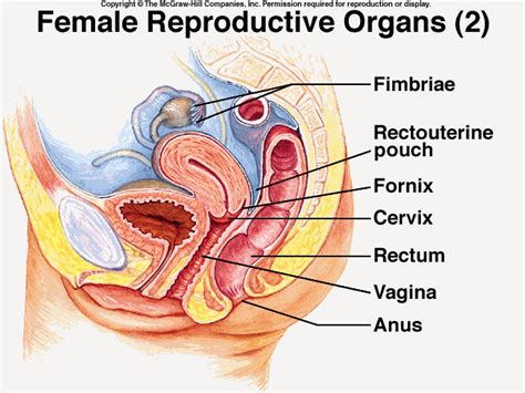 This diagram depicts female anatomy organs diagram with parts and labels. Female Reproductive System