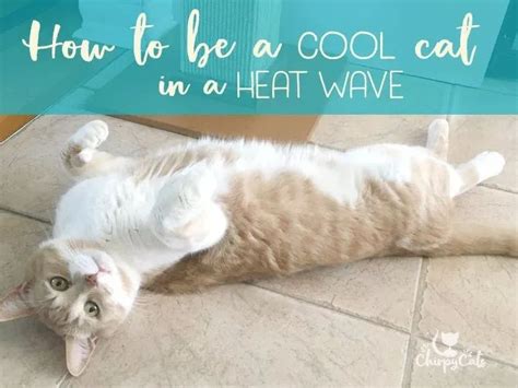 7 Ways You Can Help Keep Your Cat Cool In A Heatwave Cat In Heat