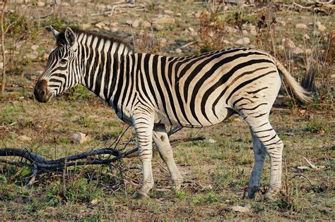 Burchells Zebra Equus Quagga Burchellii Sabi Sabi Game Flickr