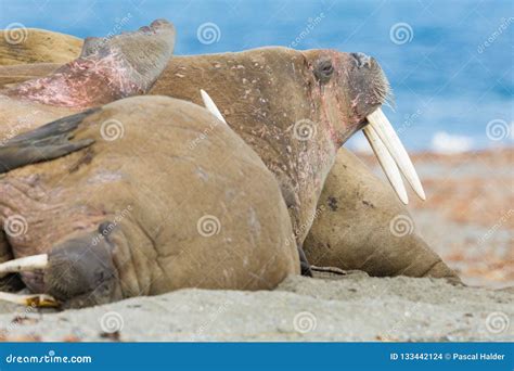 Close View On Arctic Walrus Colony Odobenus Rosmarus Blue Sea Stock