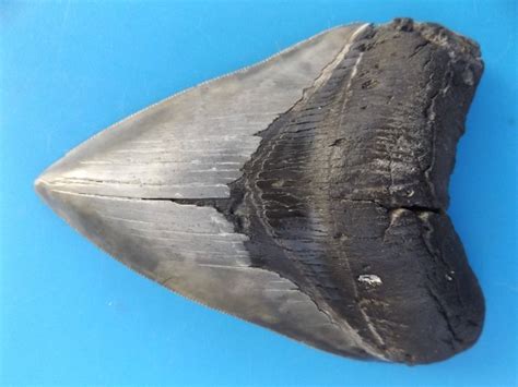 Fossil Shark Tooth Carcharodon Megalodon 124 Mm Catawiki