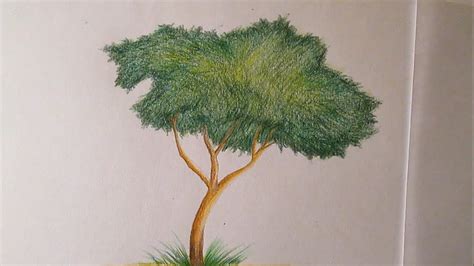 Cómo Dibujar Un árbol Con Lápices De Colores Paso A Paso Dibujo De Un