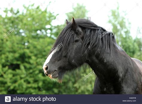 Shire Horse Head High Resolution Stock Photography And Images Alamy