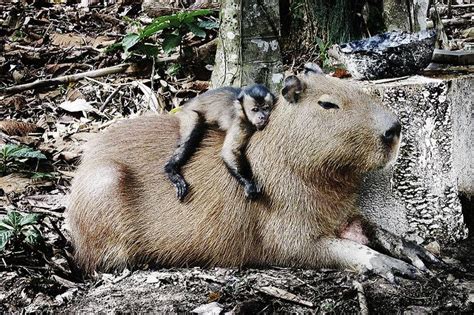 Unlikely Animal Friends Capybara Unlikely Animal Friends Unlikely