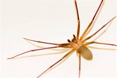 Observation report also located in the basement of the castle. Brown Recluse or Cellar Spider????? - Loxosceles reclusa - BugGuide.Net