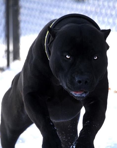 Last dog 2018 produced in poland belongs in category adult, family, comedy led by deadshot, this black ops team makes their way into the facility, only. The Truth About The All Black Pitbull - meowlogy