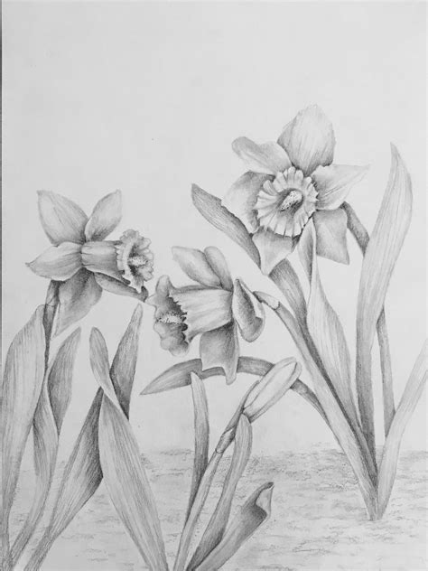 Pencil Drawing Daffodils Flower Art Daffodil Art Nature Art Nature