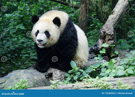 Panda In Rainforest Stock Photo Image Of Bamboo Endangered 122482052