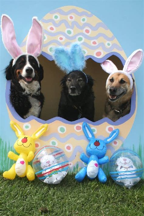 Easter Bunny Dog Costumes Big Paw Blog
