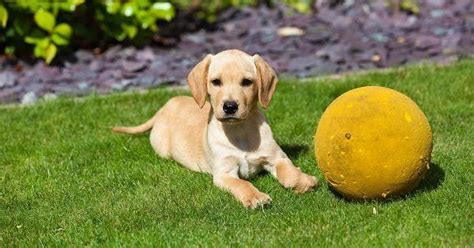 I hope you like it :)elizabeth, liza, susan,. Arabic Female Dog Names