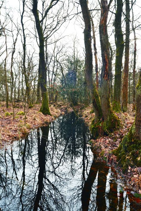 Free Images Landscape Tree Nature Forest Creek Swamp Wilderness