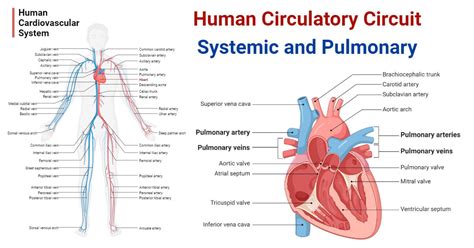 Human Circulatory Circuit Systemic And Pulmonary
