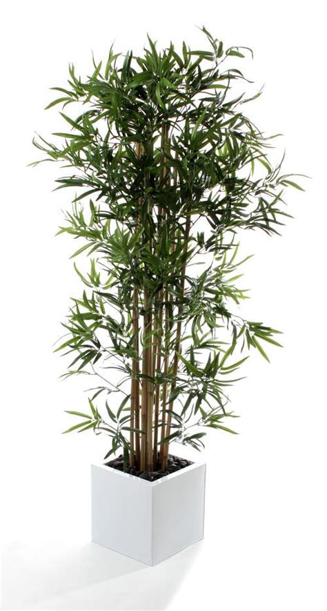 Golden bamboo produces luscious green canes which as its name suggests become more golden why buy these bamboo? Buy Artificial 6ft Golden Bamboo Tree - Artificial Silk ...