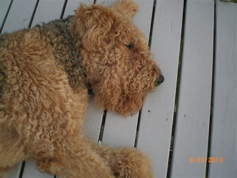 3# portuguese water dog ( curly dog breeds ). Yoga and Cookies- A Journey