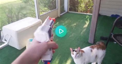 My Cat Loves To Play With Nerf Darts  On Imgur