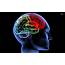 Human Brain Wallpaper  Biological Science Picture Directory – Pulpbitsnet