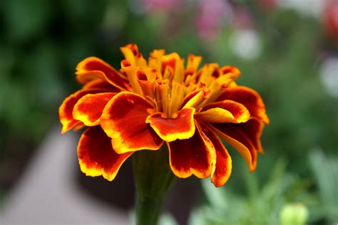 Marigold Flower Close Up Picture Free Photograph