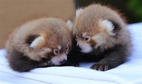 Its Twin Boys Baby Red Pandas Born At Rosamond Ford Zoo