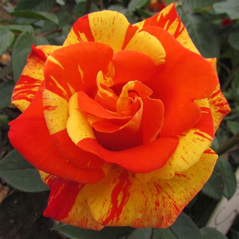 Dancing Sunset Rose Striped Climber Style Roses