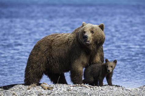Brown Bear Facts Behavior Diet Habitat And More