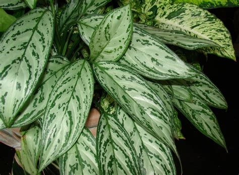 Chinese Evergreen Aglaonema Commutatum Growing And Care Guide For Gardeners