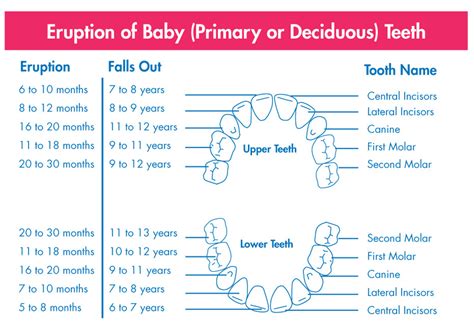 Dental Info Sprouts Pediatric Dentistry