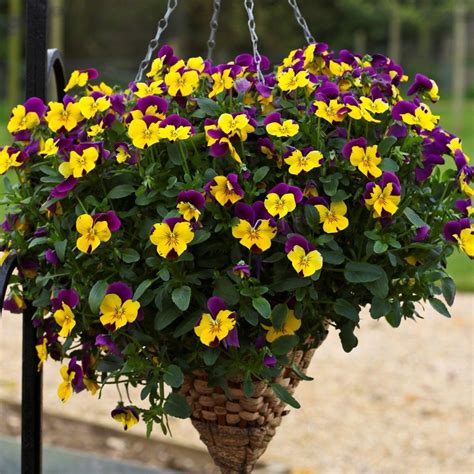 Pansy Trailing Freefall Purple Wing Autumn And Winter Flowering Tray