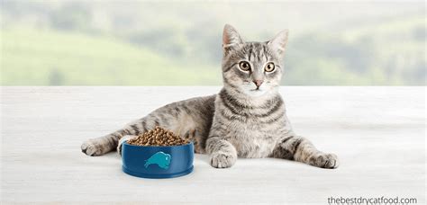 Your indoor cats that share your home have a life that is monotonous and humdrum. Best Dry Cat Food for Indoor Cats 2020 Latest Reviews ...
