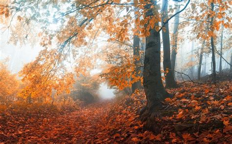 1500x938 Landscape Nature Mist Morning Fall Path Forest Hill Sunrise