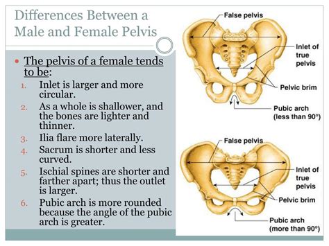 Difference Between Male And Female Pelvis Ppt Slidesharedocs