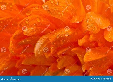 Orange Flower With Water Drops Close Up Stock Photo Image Of Macro