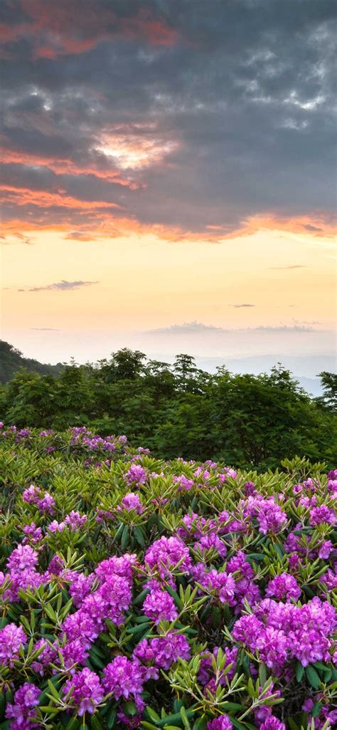 Wallpaper Shenandoah National Park Pink Flowers Mountains
