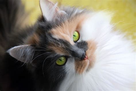 What Is A Calico Cat With Images Cat World