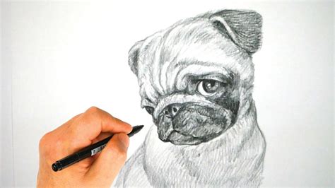 How To Draw A Pug Dog Face Pencil Drawing Tutorial Drawpedia 드로우피디아
