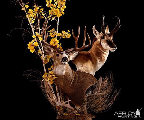 Mule Deer And Pronghorn Double Pedestal Mount Taxidermy