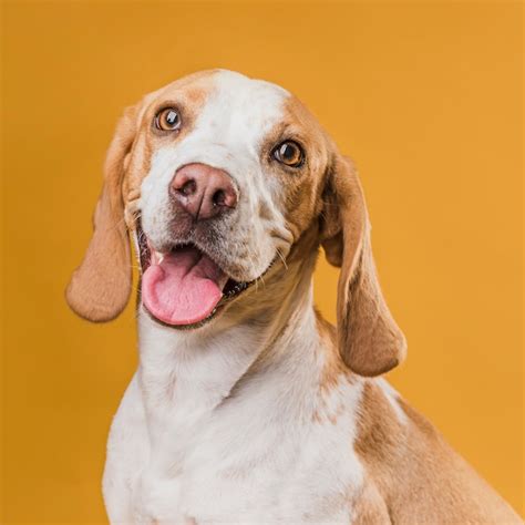 Free Photo Portrait Of Dog Sticking Out His Tongue
