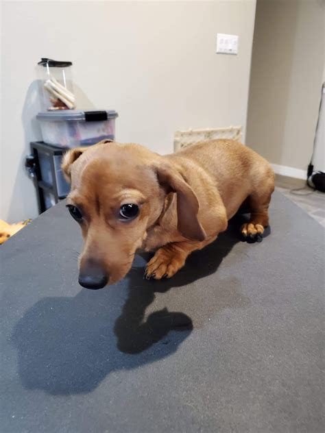 Puppies for sale el paso. Miniature Dachshund Puppies For Sale | El Paso, TX #329882