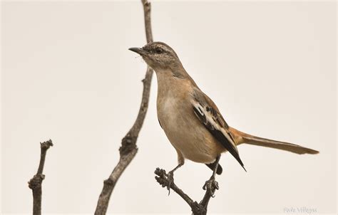 Calandria Real Mimus Triurus Ecoregistros