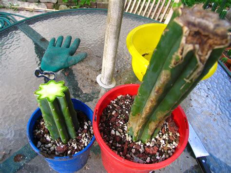 Propagating Fresh Cactus Cuttings Method Cacti And Succulents The