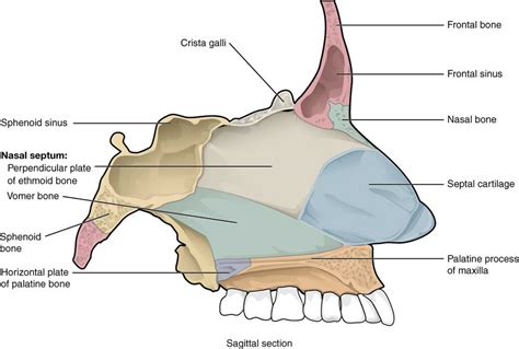 Paranasal Sinus And Nasal Cavity Cancer Wikiwand
